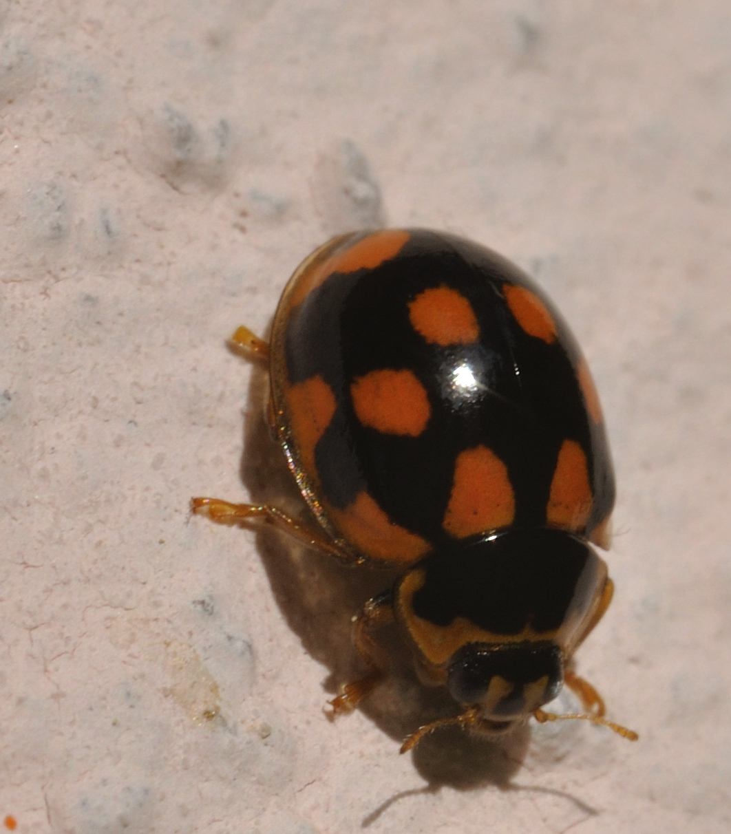 Coccinella nera macchie rosse